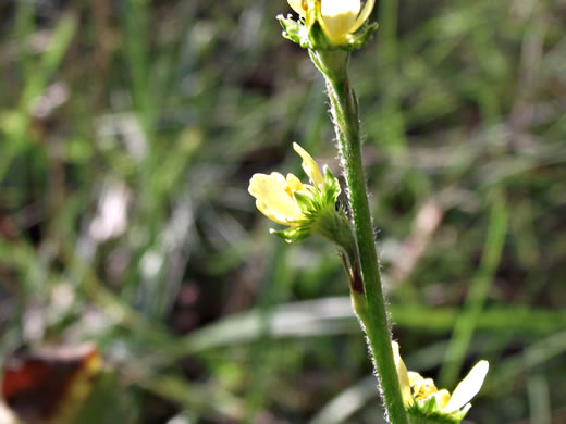 image of Agrimonia pubescens, Downy Agrimony