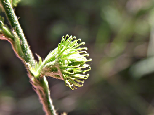 image of Agrimonia pubescens, Downy Agrimony