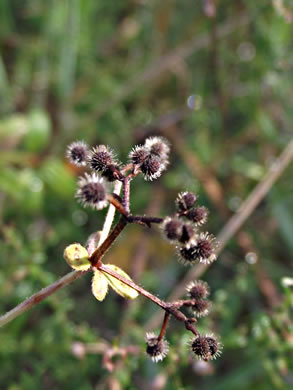 image of Galium pilosum, Hairy Bedstraw