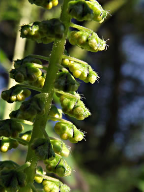 image of Ambrosia trifida var. trifida, Giant Ragweed, Great Ragweed