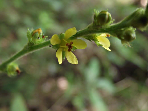 image of Agrimonia pubescens, Downy Agrimony