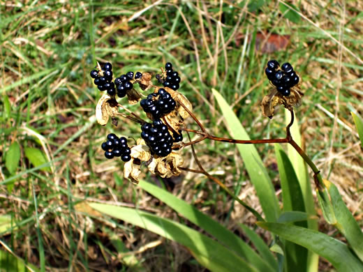 image of Iris domestica, Blackberry-lily, Leopard-lily