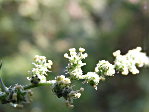 image of Chenopodium album var. album, Lambsquarters, Pigweed