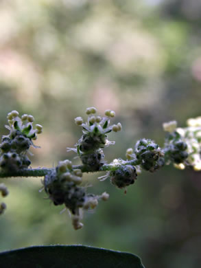 image of Chenopodium album var. album, Lambsquarters, Pigweed