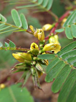 image of Chamaecrista nictitans var. nictitans, Sensitive Partridge-pea, Common Sensitive-plant