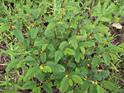 image of Chamaecrista nictitans var. nictitans, Sensitive Partridge-pea, Common Sensitive-plant