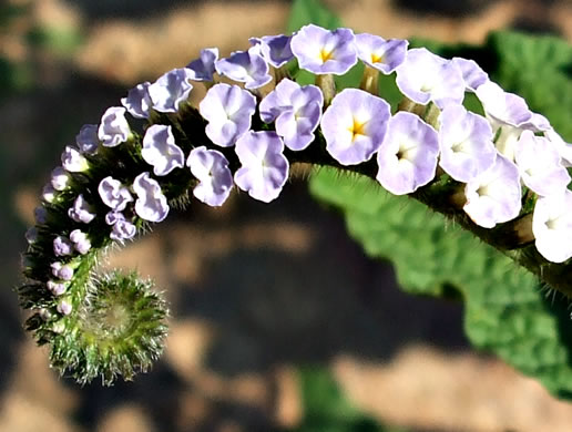 image of Heliotropium indicum, Indian Heliotrope, Turnsole