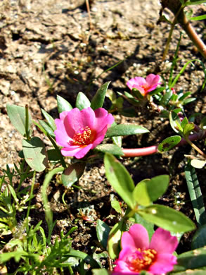 image of Portulaca amilis, Broadleaf Pink Purslane, Paraguayan Purslane