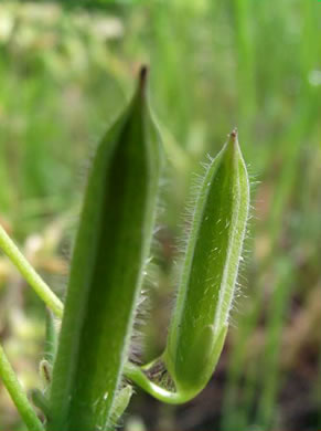 image of Oxalis colorea, Small's wood-sorrel, Tufted Yellow Wood-sorrel, (NOT Sadie Price’s Yellow Wood-sorrel)