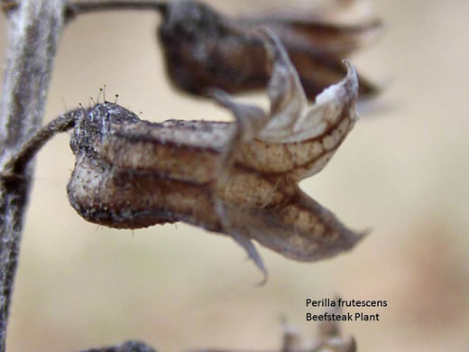 image of Perilla frutescens, Beefsteak-plant, Perilla