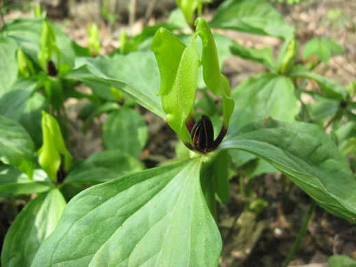 image of Trillium oostingii, Wateree River Trillium