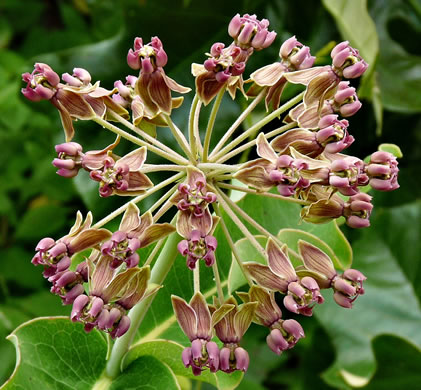 image of Asclepias amplexicaulis, Wavyleaf Milkweed, Clasping Milkweed, Sand Milkweed, Blunt-leaved Milkweed