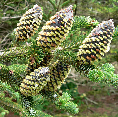 image of Abies fraseri, Fraser Fir, She Balsam, Southern Balsam