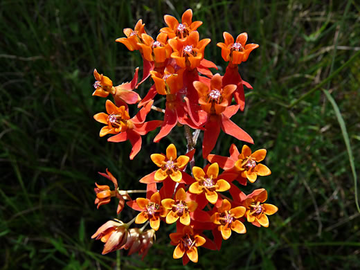 image of Asclepias lanceolata, Fewflower Milkweed, Red Milkweed