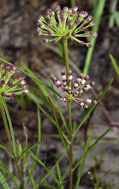 image of Asclepias longifolia, Longleaf Milkweed, Savanna Milkweed