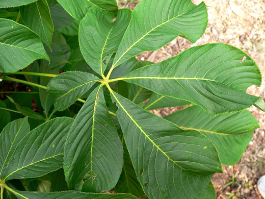 image of Aesculus parviflora, Bottlebrush Buckeye