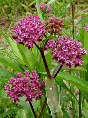 image of Asclepias purpurascens, Purple Milkweed