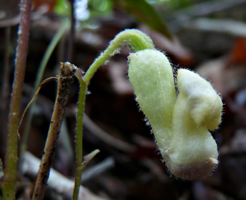 image of Endodeca serpentaria, Turpentine-root, Virginia Snakeroot, Serpent Birthwort