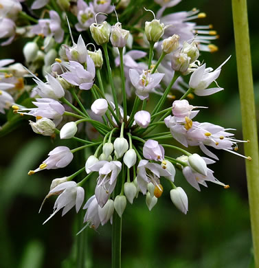 image of Allium stellatum, Glade Onion, Prairie Onion