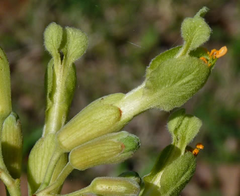 Aesculus sylvatica, Painted Buckeye