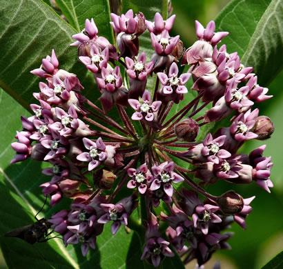 image of Asclepias syriaca, Common Milkweed