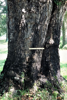 image of Acer floridanum, Southern Sugar Maple, Florida Maple