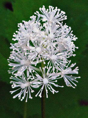 Actaea pachypoda, Doll's-eyes, White Baneberry, White Cohosh