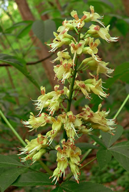 Aesculus glabra var. glabra, Ohio Buckeye, Fetid Buckeye, Chalky Buckeye