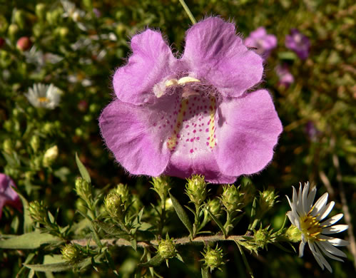 image of Agalinis purpurea, Purple Gerardia, Common Agalinis, Purple False Foxglove