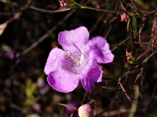 image of Agalinis purpurea, Purple Gerardia, Common Agalinis, Purple False Foxglove