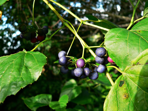 image of Ampelopsis cordata, American Ampelopsis, Heartleaf Peppervine, False-grape, Raccoon-grape