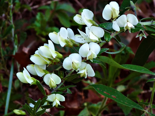 image of Baptisia bracteata, Creamy Wild Indigo