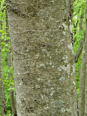 image of Betula lenta var. lenta, Sweet Birch, Cherry Birch, Black Birch, "Mahogany"