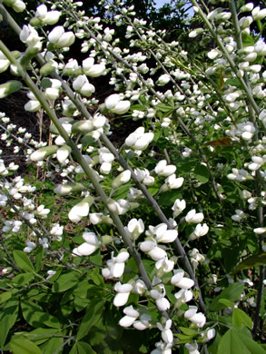 image of Baptisia lactea, white wild indigo