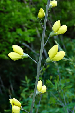 image of Baptisia tinctoria, Horsefly Weed, Yellow Wild Indigo, Yellow False-indigo, Rattleweed