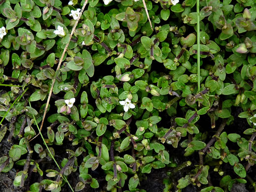 Bacopa innominata, Tropical Water-hyssop