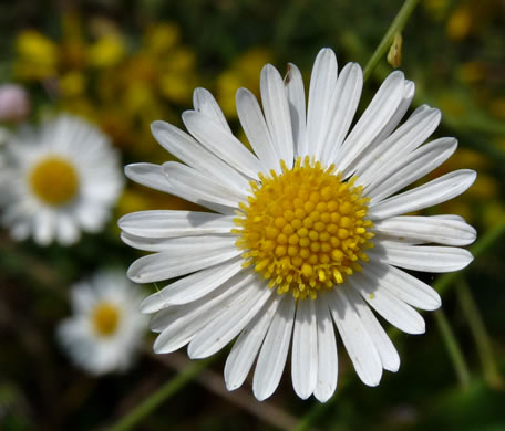 image of Boltonia asteroides var. glastifolia, Eastern Doll's-daisy, White Doll's-daisy, False Aster, Boltonia