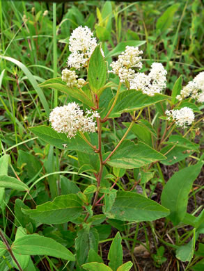 image of Ceanothus americanus var. americanus, Common New Jersey Tea, Redroot, Northeastern Ceanothus