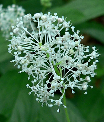 image of Ceanothus americanus var. americanus, Common New Jersey Tea, Redroot, Northeastern Ceanothus