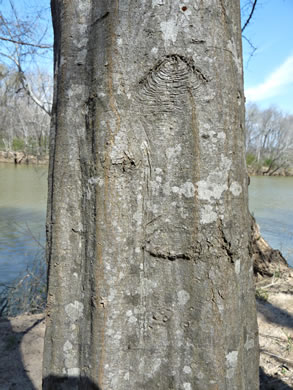 Carpinus caroliniana +, Musclewood, American Hornbeam, Blue-beech, Ironwood