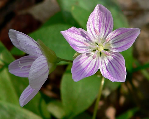 image of Claytonia caroliniana, Carolina Spring-beauty