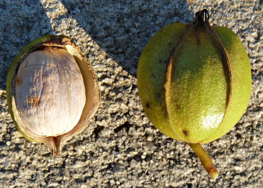 image of Carya cordiformis, Bitternut Hickory