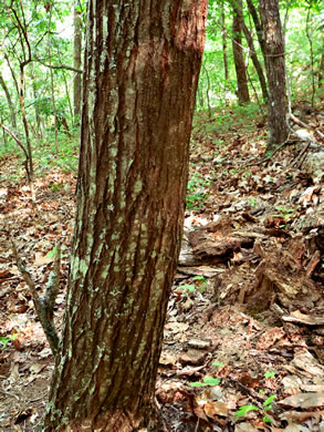 image of Castanea dentata, American Chestnut