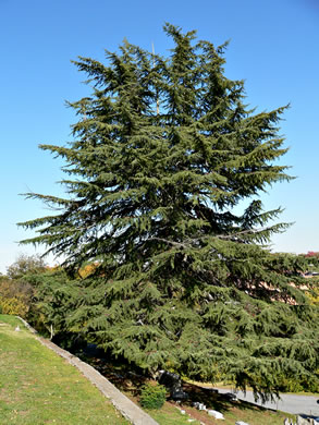 image of Cedrus deodara, Deodar Cedar