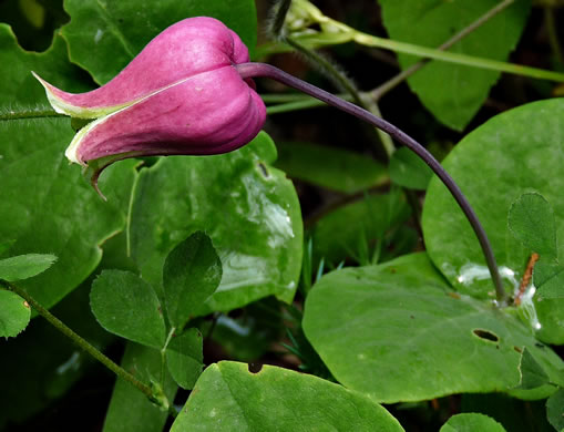 image of Clematis glaucophylla, White-leaved Leatherflower