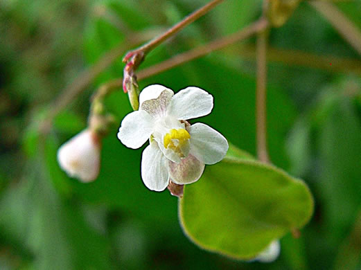 image of Cardiospermum halicacabum, Balloonvine, Love-in-a-puff, Heartseed