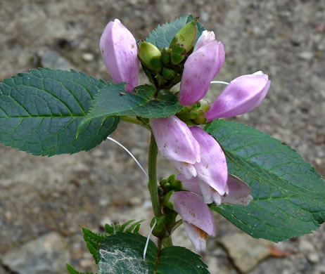 image of Chelone lyonii, Mountain Turtlehead, Pink Turtlehead, Appalachian Turtlehead