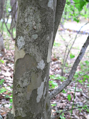 image of Crataegus marshallii, Parsley Hawthorn, Parsley Haw