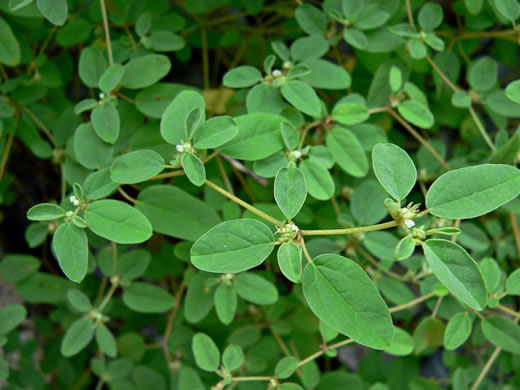 image of Croton monanthogynus, Prairie-tea Croton, One-seed Croton