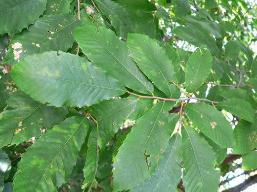 image of Castanea pumila, Common Chinquapin, Chinkapin, Allegheny Chinquapin